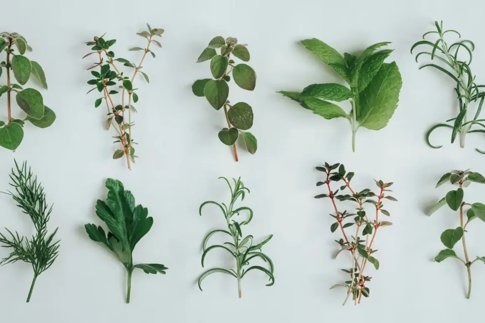 Différentes plantes médicinales séchées